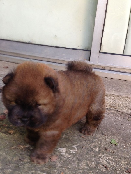 chiot Chow Chow Heilung Kiang